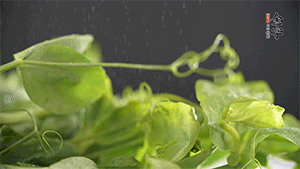 豌豆尖洗凈，切斷備用。