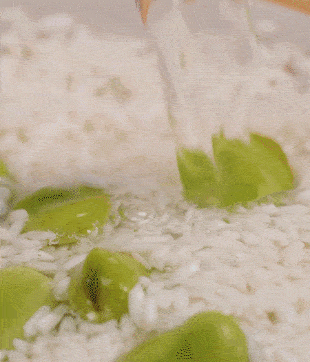 鍋底抹油，將淘洗干凈的大米，加蠶豆、清水，蓋蓋中火煮。